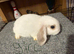 Mini lops.