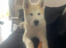 5 month old boy