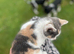 Gorgeous Kitten