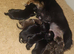 6 longhair mini dachshund puppies