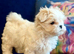 Korean Maltese KC registered