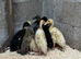 Indian Runner Ducklings