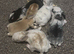 Old English cross lion lop bunny's