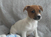 Gorgeous Jack Russel Puppies available, 4 Boys 1 Girl