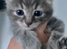 Grey tabby kitten