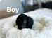 Daxiepoo puppies ready now