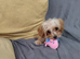 Teacup cavapoo f1b