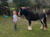 Blue 12.1 Welsh cob