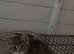 Beautiful rag doll cross kittens