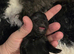 Beautiful puppy Shitsu's