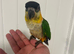 Hand Reared Baby Black Headed Caiques