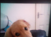 Handsom spanador puppy 4 5 monthes oid