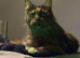 Gabii looking for her forever 5 star home*