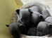 Blue/ lilac chihuahua puppies