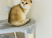 Gold chinchilla Scottish fold girl