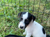 Jack Russell puppy