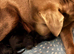 Labrador puppies reduced!!