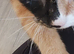 Gorgeous mixed moggy