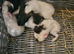 4 baby guinea pigs