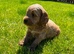 Toy cockapoo puppies