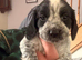 Cocker spaniel puppies