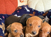 KC reg 5 mini dachshund pups for sale