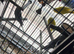 4 budgi  and cage for sale