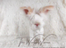 Fully Vaccinated English Angora
