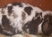 Mini lop