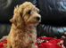 Cavapoochon boy puppy