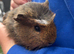 Male guinea pig