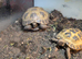 2 Horsfield Tortoise for sale, £160 each