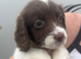 Cocker spaniel puppy&rsquo;s