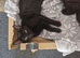 Kittens for rehoming