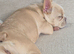 Isabella cream french bulldog