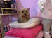 Tiny Yorkshire Terrier Boy For Stud
