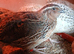 Male Pearl Quails