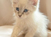 Stunning Siberian Neva Masquerade