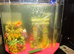 Fish tank and 5 fish