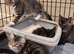 6 maincoon maybe cross ragdoll