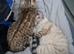 Snow lynks bengal for stud