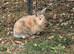 5 Month Old Lionhead Doe