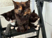 8 week old cross bred kittens