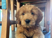 F1 medium sized Goldendoodle