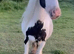Mare & Foal