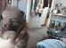 Only 3 left Butiful pom pups