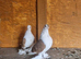 Fancy pigeons