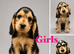 Show type KC Reg Cocker Spaniels from  dna tested parents.