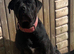 Cane corso bitch for sale