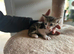 Sphinx mix kittens looking for a new home